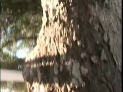 Sexy babysitter drilled